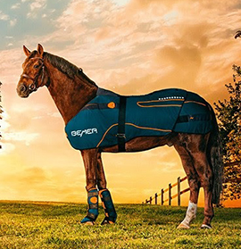A BEMER VET növeli lova teljesítőképességét, illetve támogatja vitaltását, regenerálódását, felépülését.